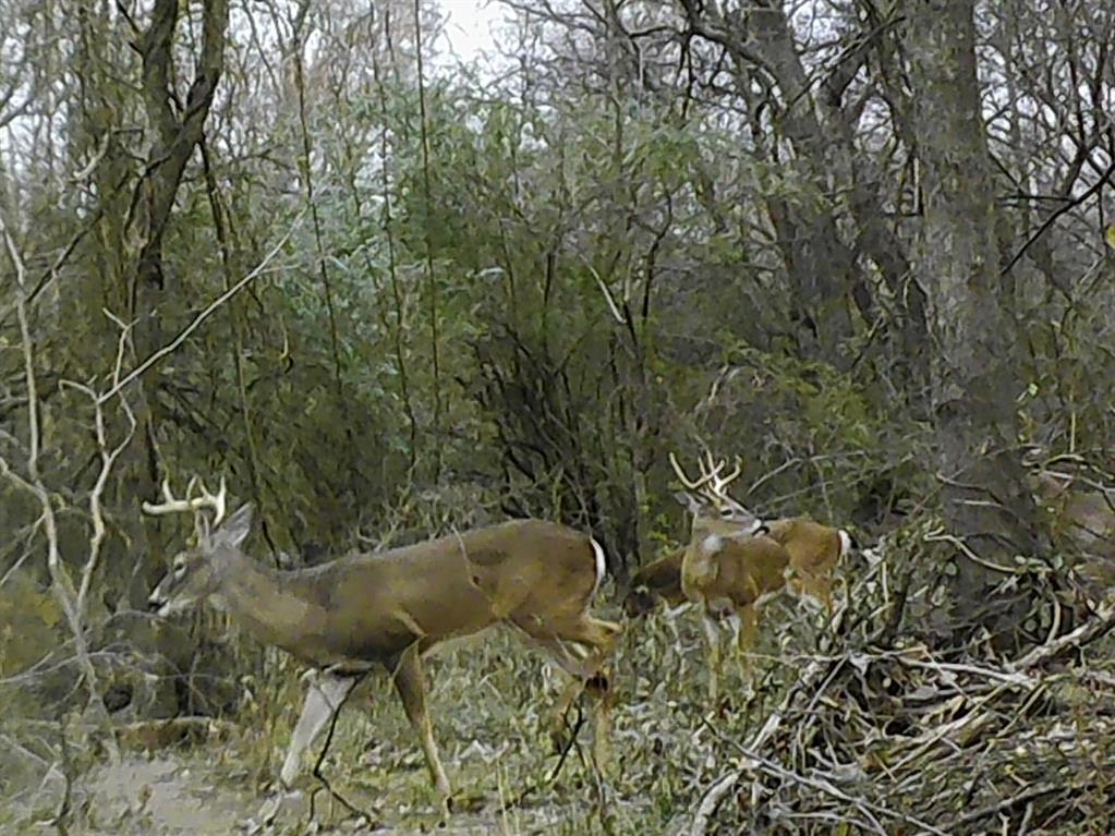 1094 Southwest Sw Cr Saltillo, TX 75478 - Photo 37 of 39 view of outdoor space and garden