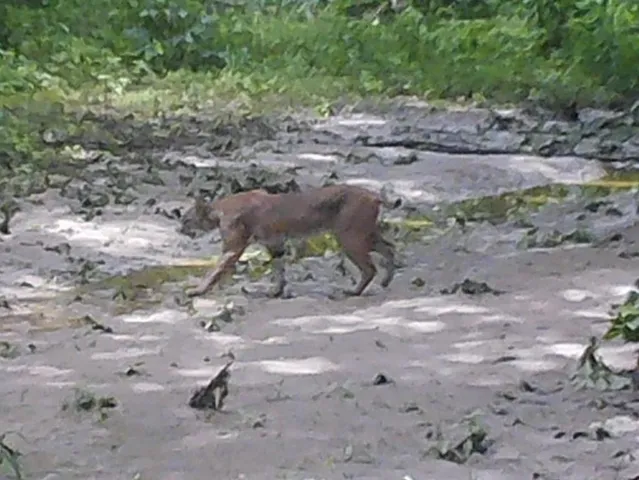 a view of a field with tree in the background