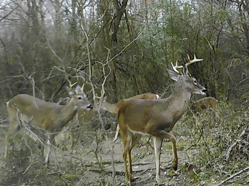 1094 Southwest Sw Cr Saltillo, TX 75478 - Photo 38 of 39 a view of a backyard