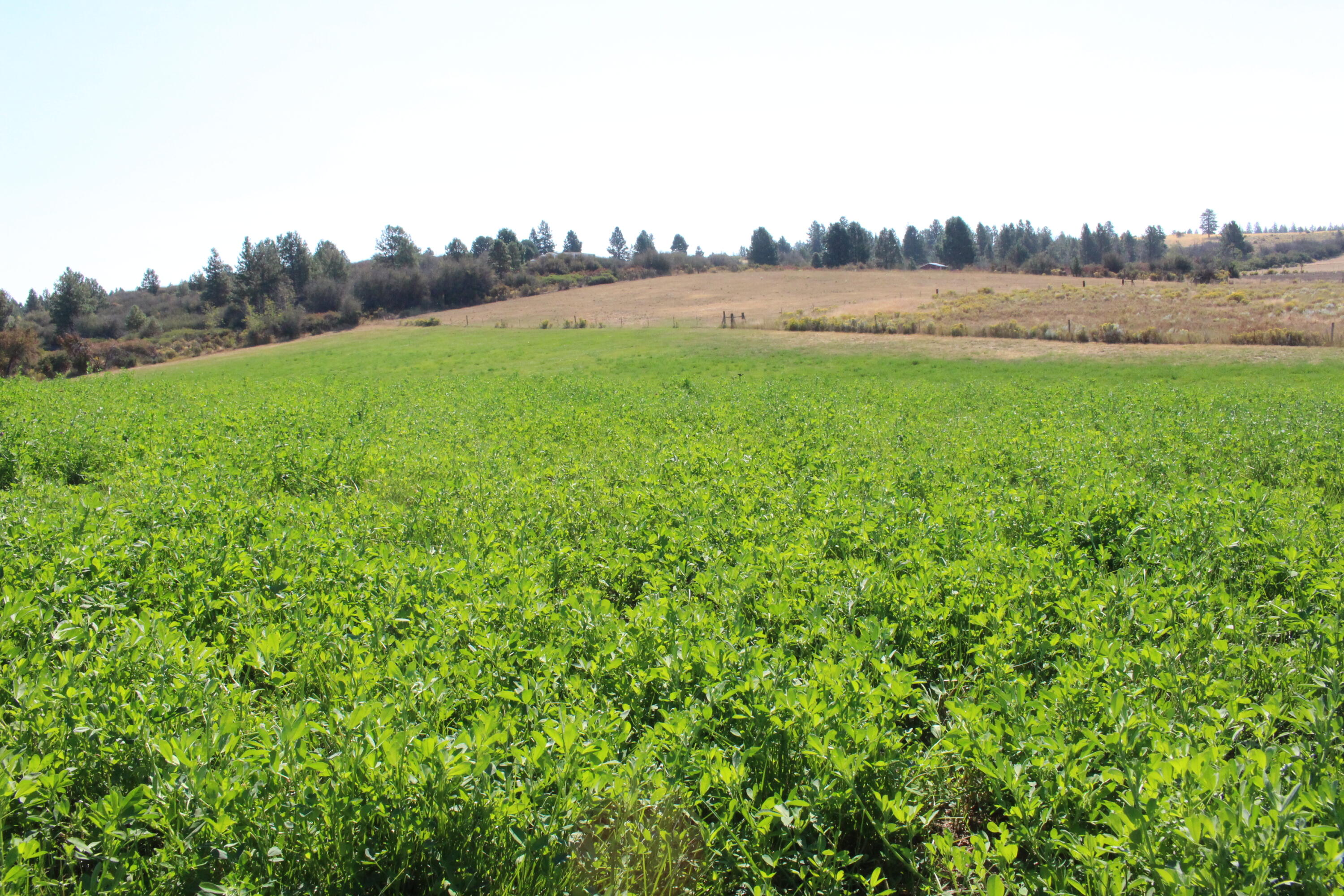 37291 Agency Lake Loop Road Chiloquin, OR 97624 - Photo 2 of 38 ALFALFA