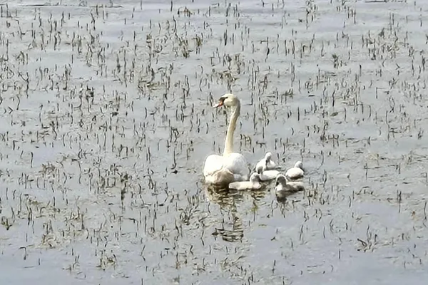 $439,900 | 11159 West Perch Lake Drive, Cement City, MI 49233