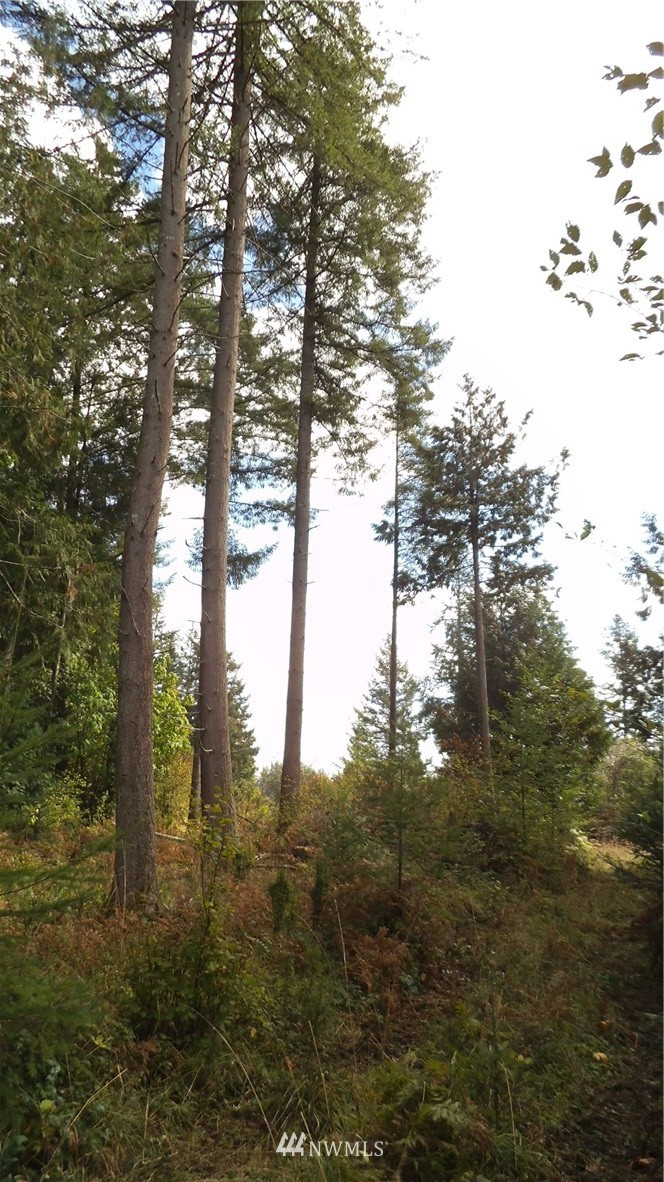 6319 133rd Avenue Southwest Rochester, WA 98579 - Photo 7 of 9