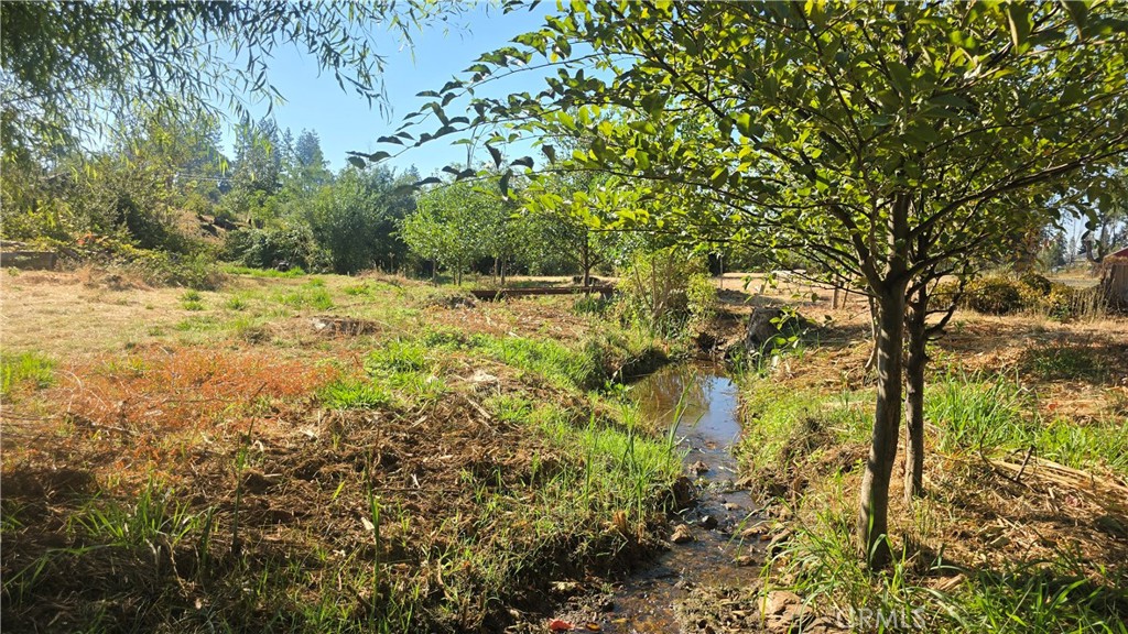 1833 Stark Lane Paradise, CA 95969 - Photo 18 of 28 a view of a yard with large trees