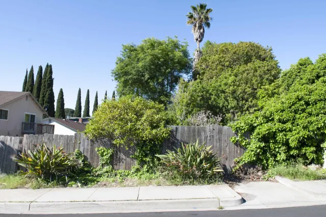 a view of a dry yard with trees