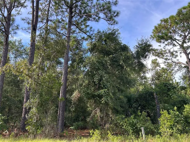 a view of a forest with trees in background