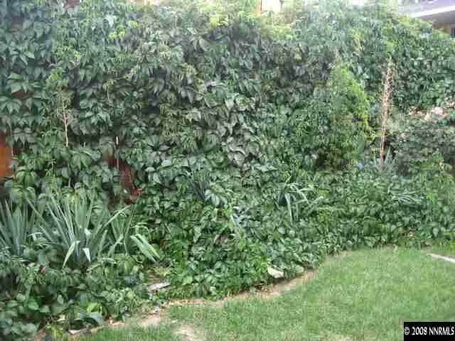 1975 Carlin Street Reno, NV 89503 - Photo 8 of 9 a view of a lush green forest