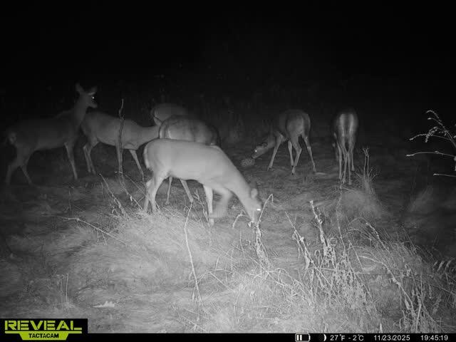 0000 Cooper Road Dowling, MI 49050 - Photo 29 of 31 cooper rd deer 3