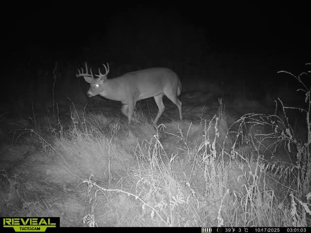 0000 Cooper Road Dowling, MI 49050 - Photo 30 of 31 cooper rd deer 2