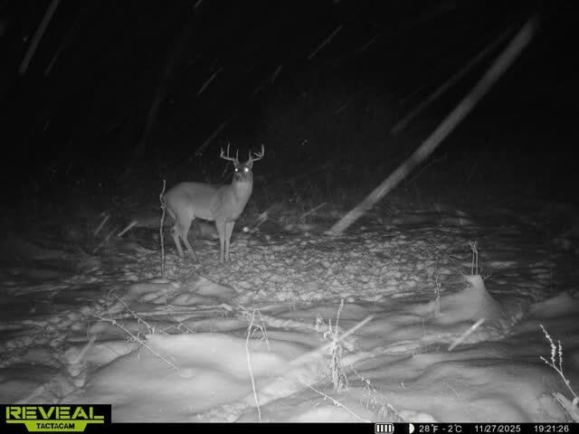 0000 Cooper Road Dowling, MI 49050 - Photo 31 of 31 Deer 1
