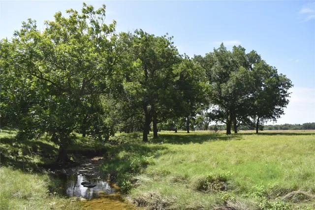 a view of a yard with large trees