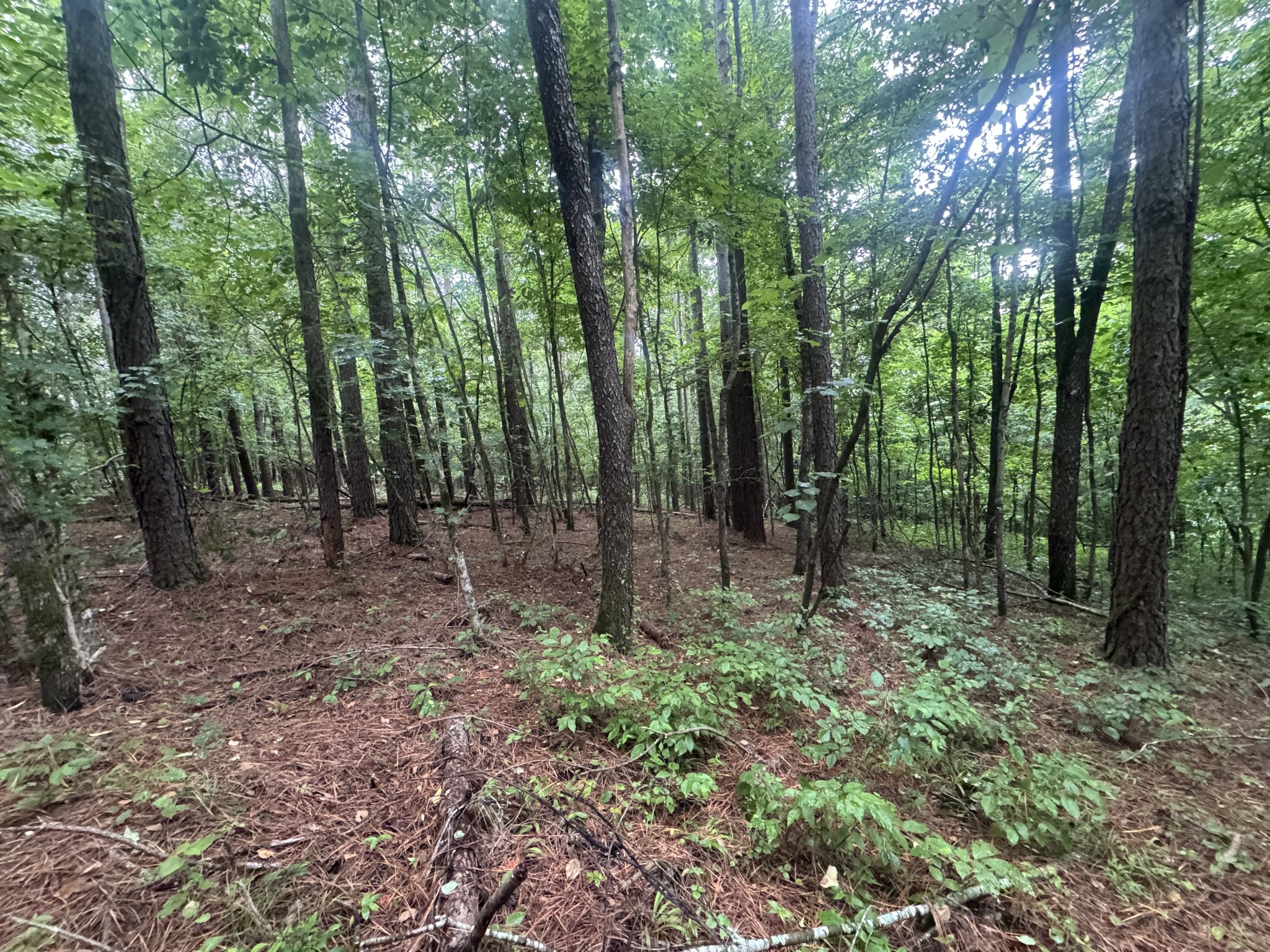 0 Johnson Hollow Road Stewart, TN 37175 - Photo 9 of 10
