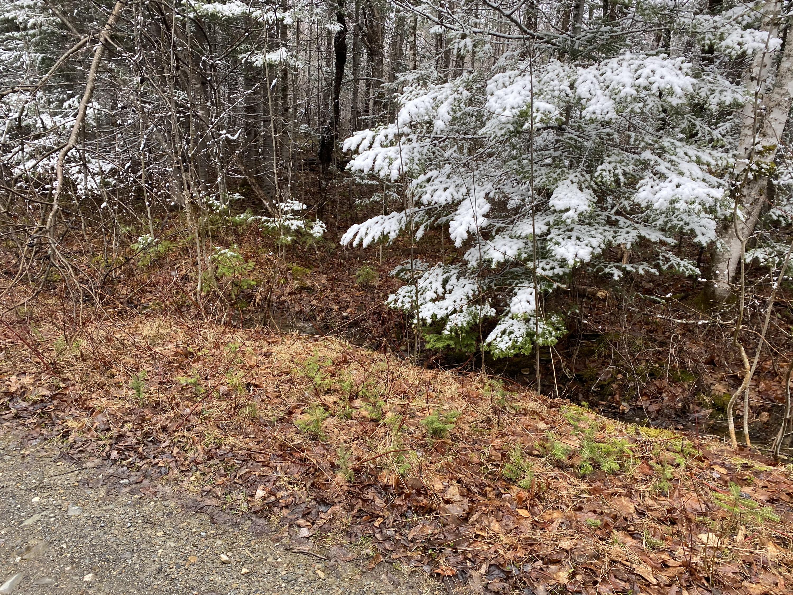 913 Skedgell Road Orient, ME 04471 - Photo 16 of 19 C35D9F62-8A28-4DD4-8990-680E32A308D1