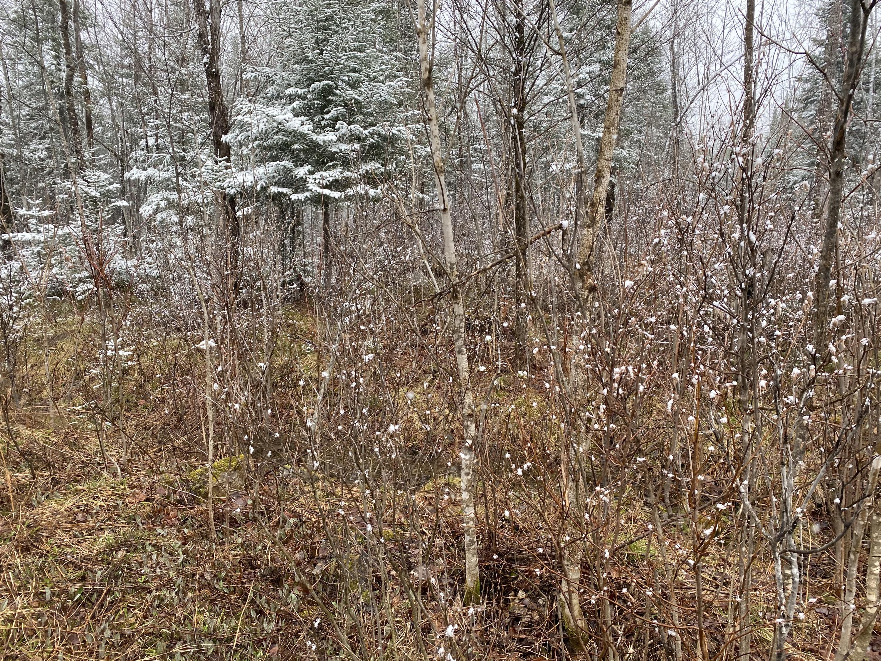 913 Skedgell Road Orient, ME 04471 - Photo 18 of 19 !cid_673DAA45-96CD-4DAF-A984-1149A4C611D