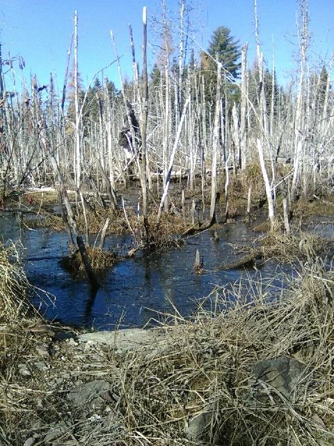 913 Skedgell Road Orient, ME 04471 - Photo 10 of 19 PART_1604161338120_PART_1604161337039_Im