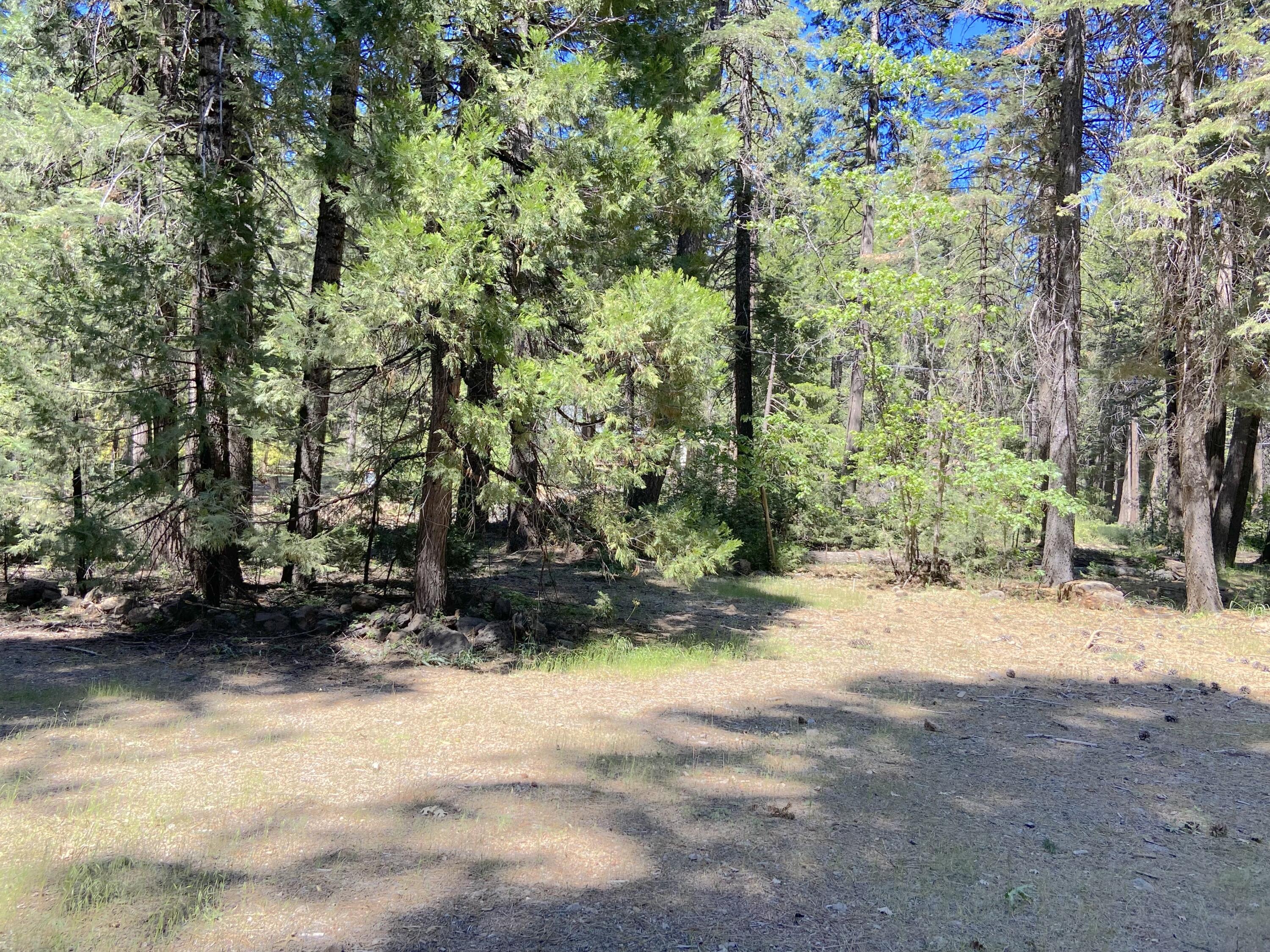 33117 Sites Road Shingletown, CA 96088 - Photo 17 of 23 a view of a yard with plants and trees