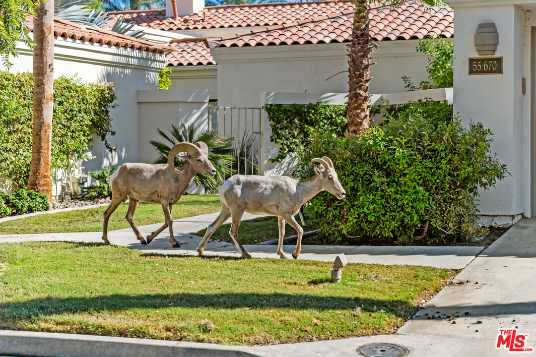 55090 Riviera La Quinta, CA 92253 - Photo 36 of 38