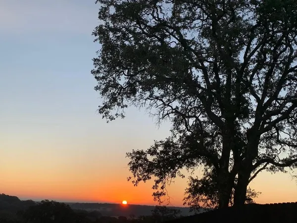 a view of a tree
