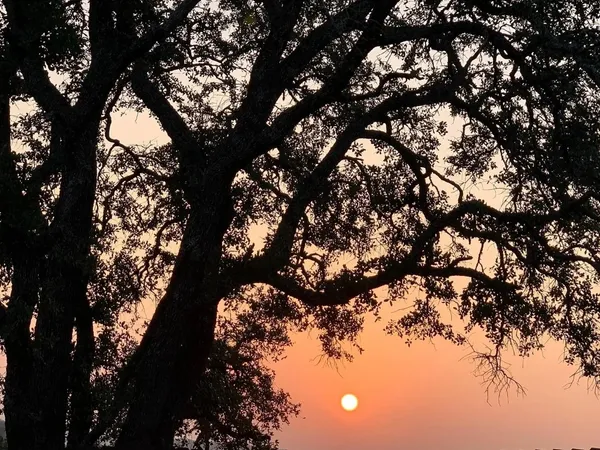 a view of tree