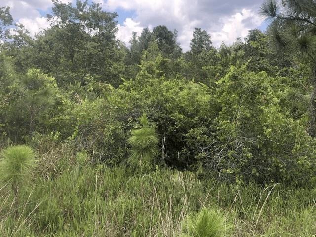 0 Xeriscape Nursery Road Frostproof, FL 33843 - Photo 1 of 2 Photo 1