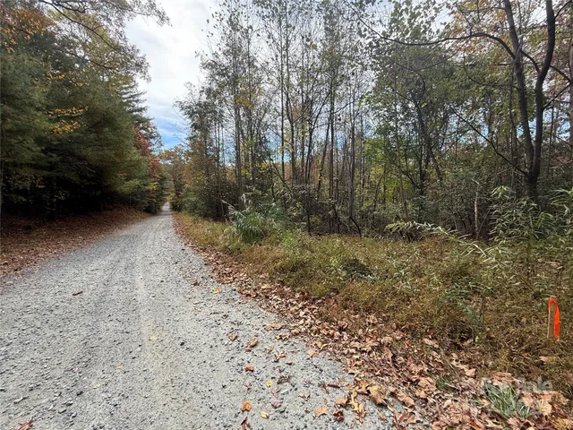 a view of a forest with trees in the background