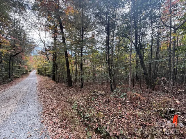 a view of a forest with trees in the background