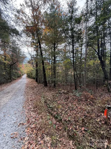a view of a forest with trees in the background