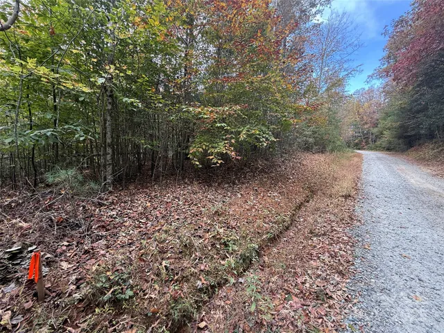 a view of a forest with trees in the background