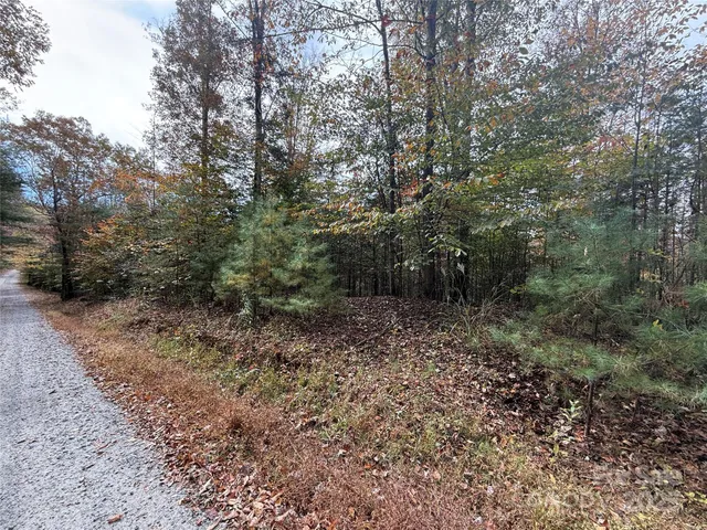 a view of a forest with trees in the background