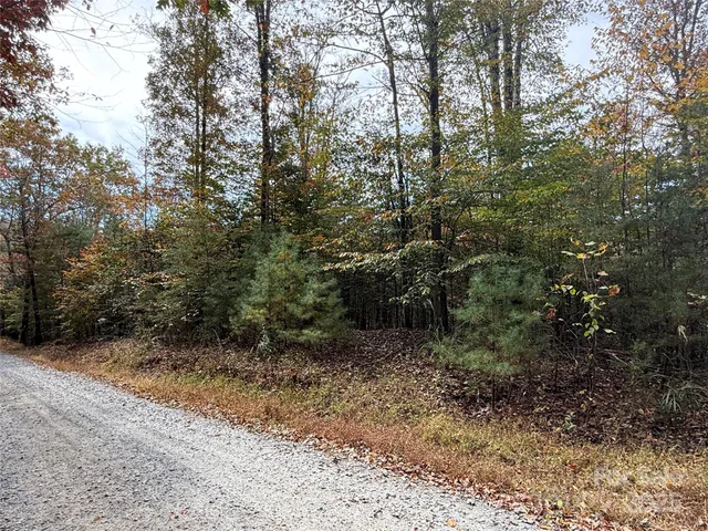 a view of a forest with trees in the background