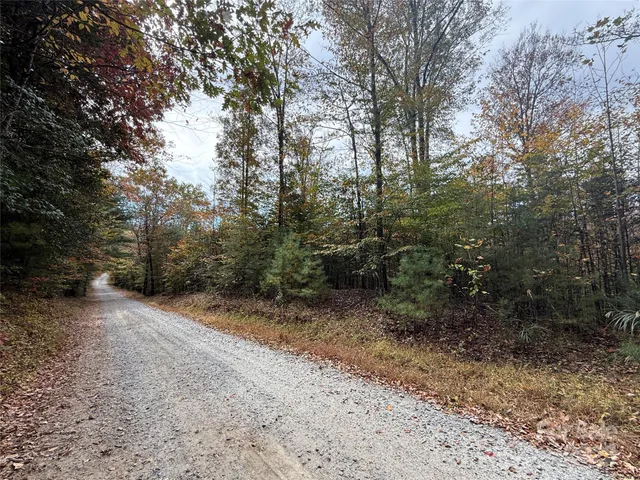 a view of a forest with trees in the background
