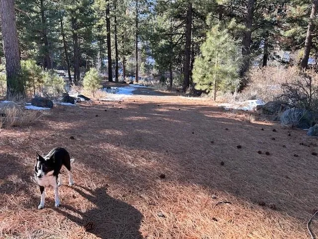 a view of dirt yard with a large tree