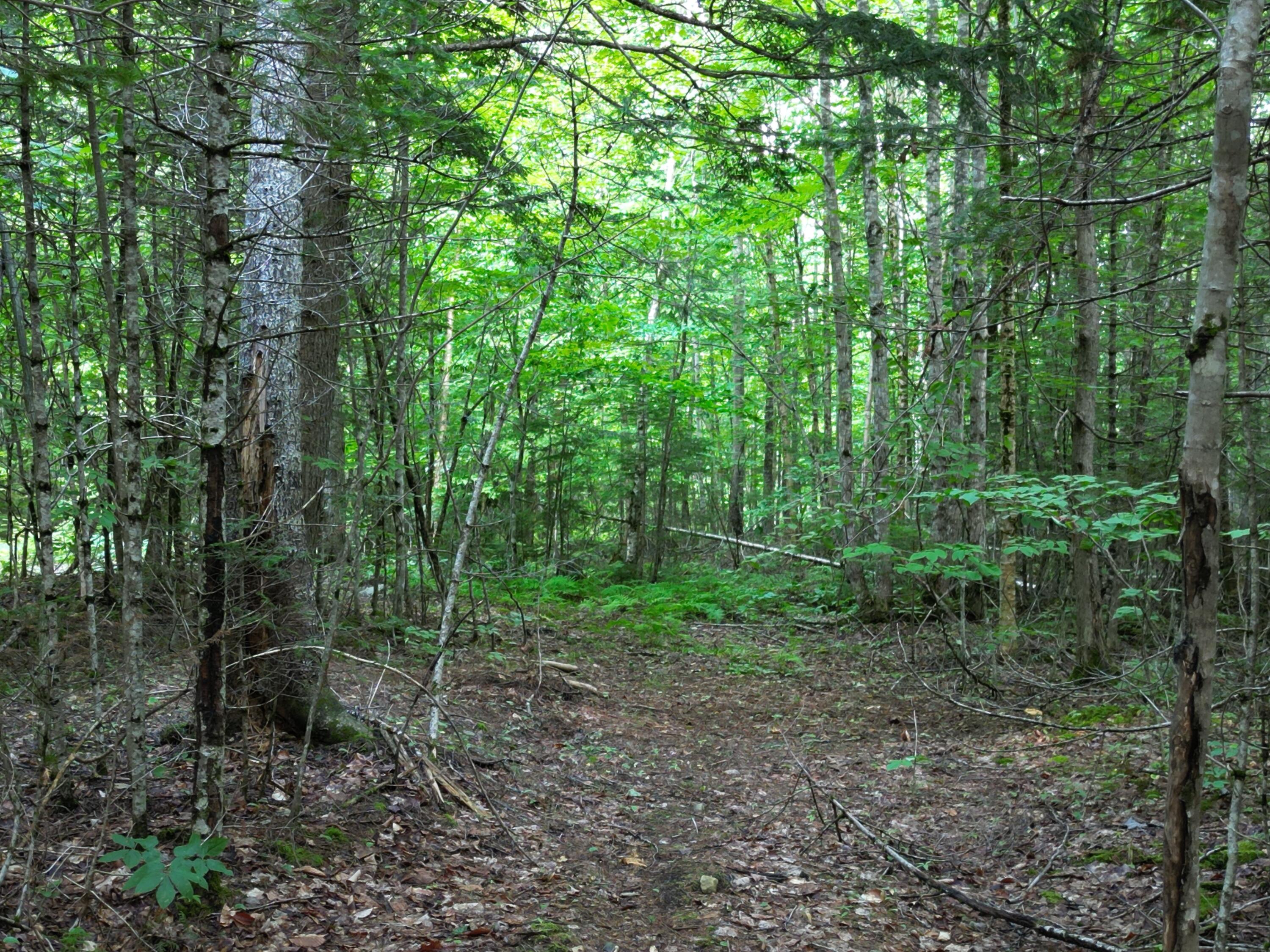 Lot 1-1 Off Ghost Road Springfield, ME 04487 - Photo 24 of 24 DJI_0999