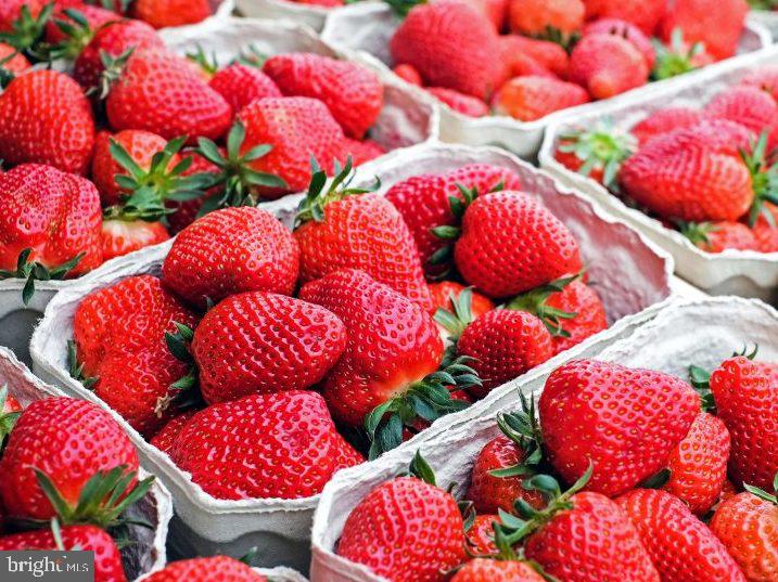208 Maple Avenue Ridgely, MD 21660 - Photo 32 of 38 Enjoy the Strawberry Festival/Farmers' Markets!