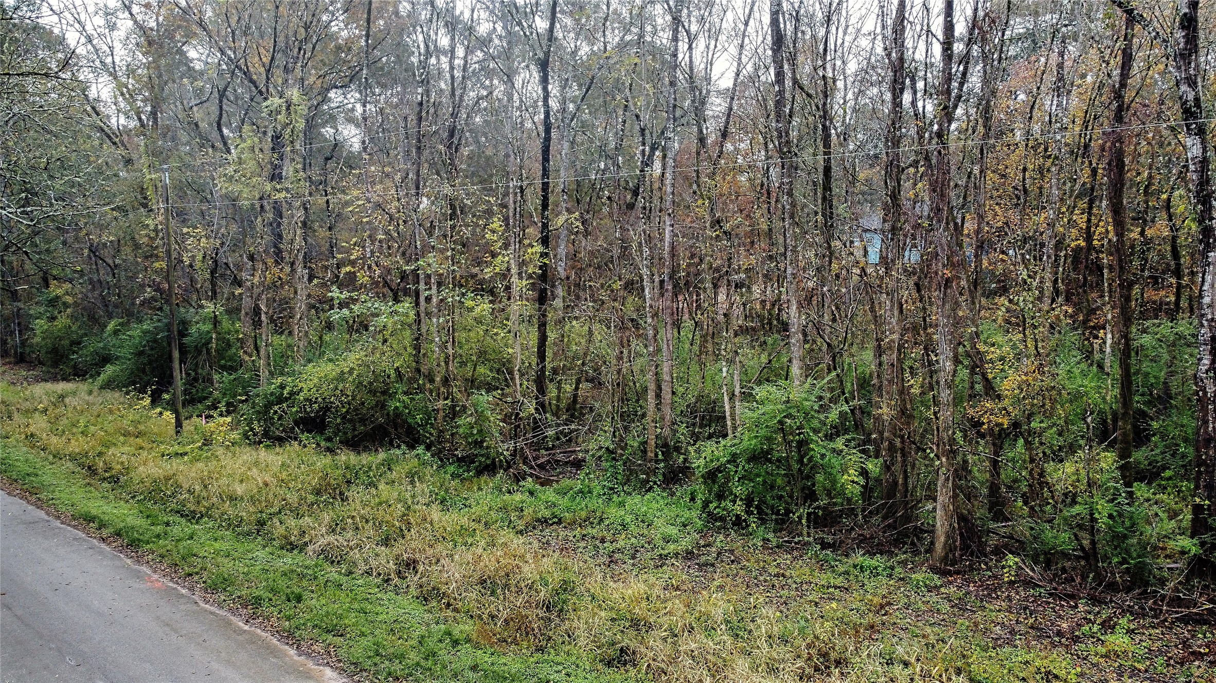 12651 Royal Creek Road Conroe, TX 77303 - Photo 2 of 13 a view of a forest with trees in the background