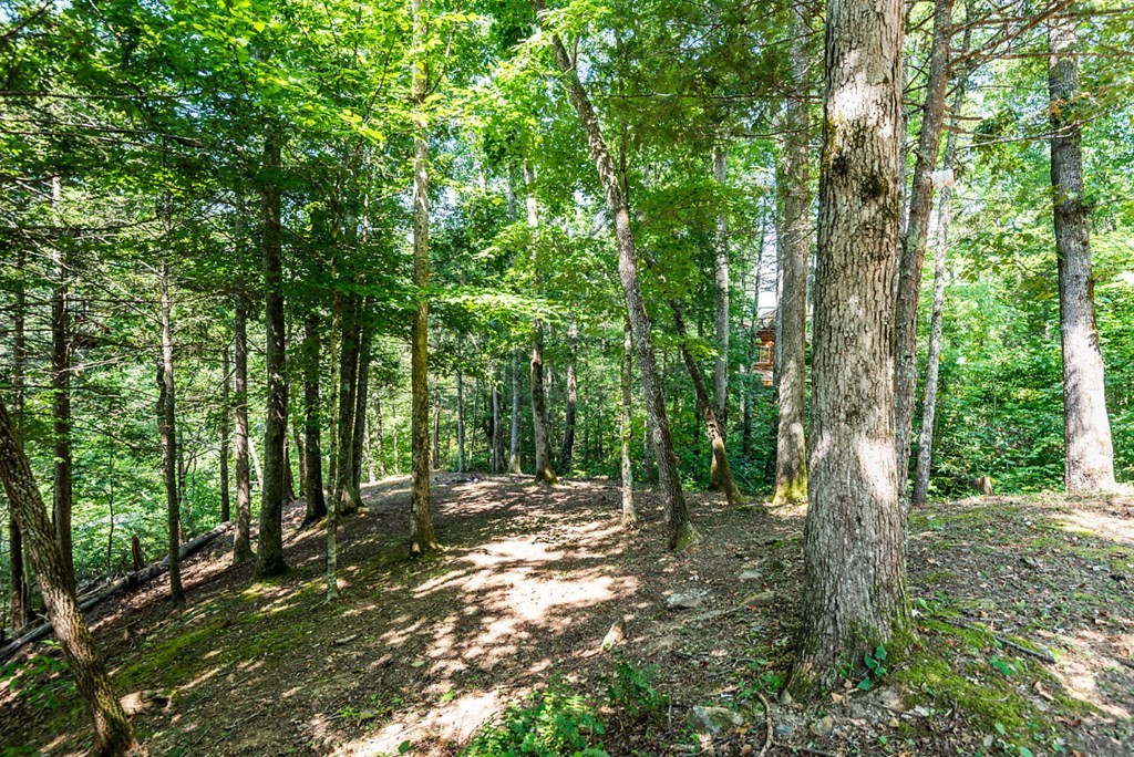 0 Sonshine Ridge Cosby, TN 37722 - Photo 27 of 29 a view of outdoor space and trees