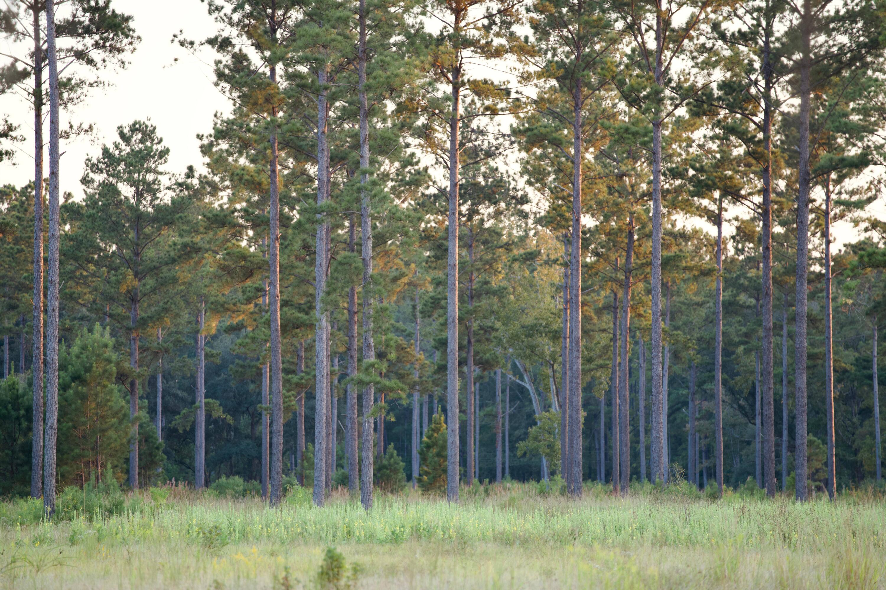 1451 River Road Yemassee, SC 29945 - Photo 91 of 111 DSC03447