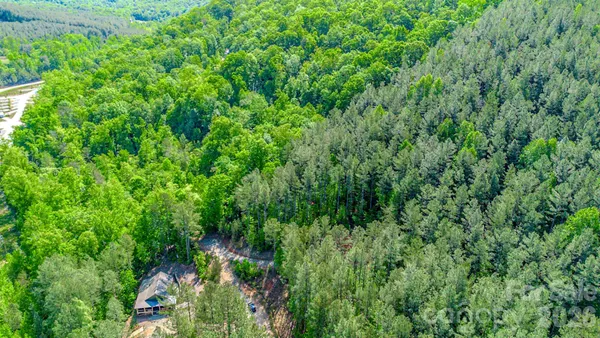 a view of a lush green forest