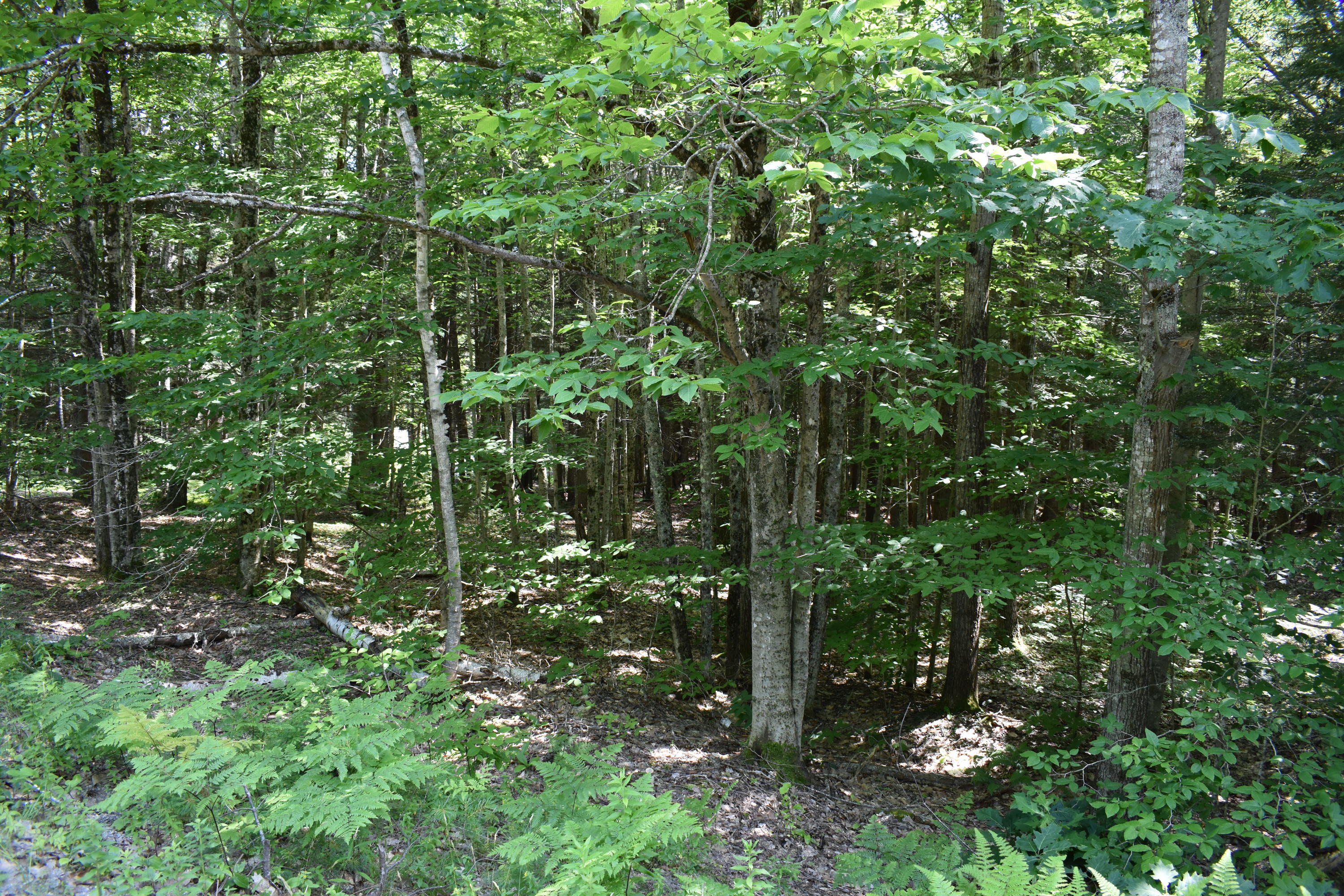 0 Mc Kay Road Edgecomb, ME 04556 - Photo 4 of 5 DSC_0251