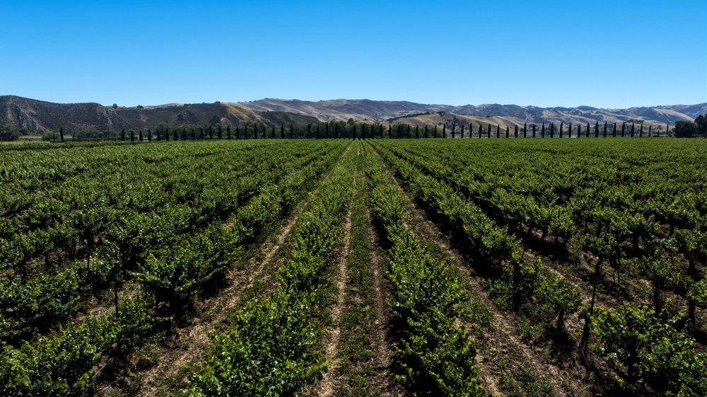 24.5-acres Cienega Road Paicines, CA 95043 - Photo 11 of 38