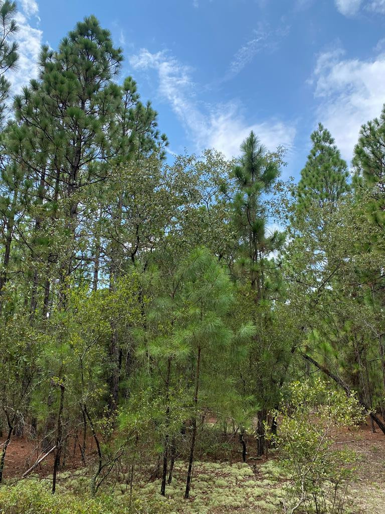 51.92-acre State Park Road Windsor, SC 29856 - Photo 13 of 14