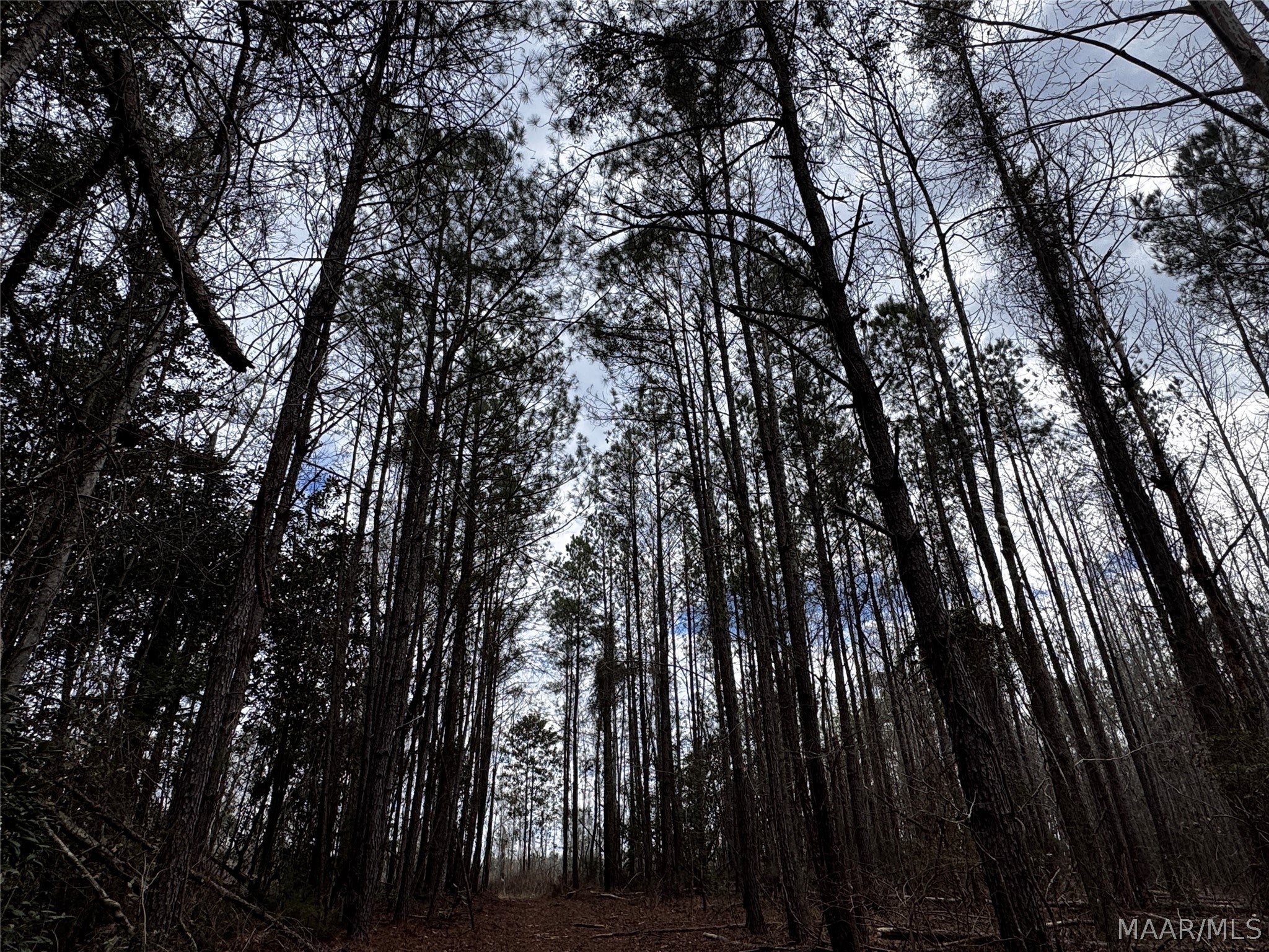 0 County Road Monroeville, AL 36460 - Photo 44 of 44 Gallery Image 44