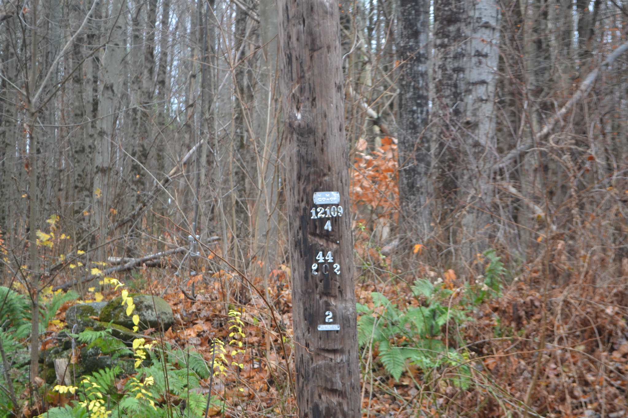 7 Neal Shore Road Meredith, NH 03253 - Photo 3 of 5