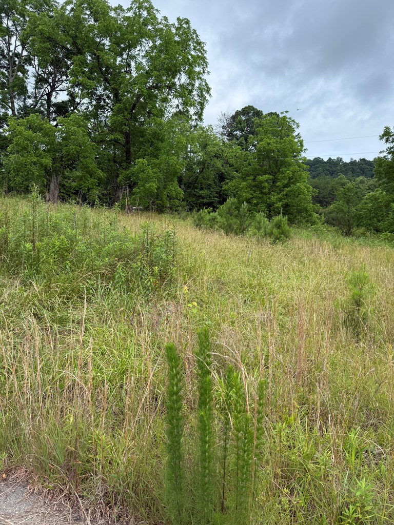 3282 Qualla Road Hayesville, NC 28904 - Photo 2 of 6