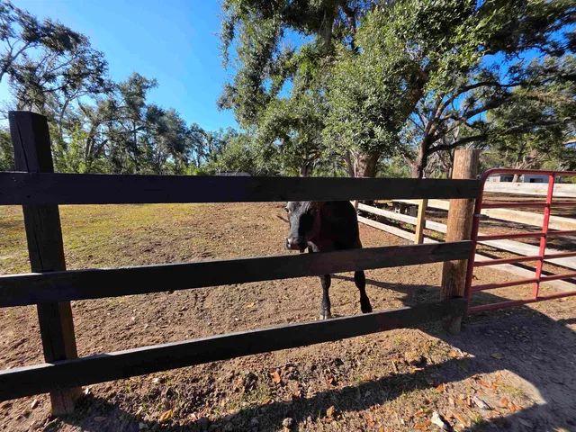 $342,000 | 3297 Rutherford Road, Lee, FL 32059