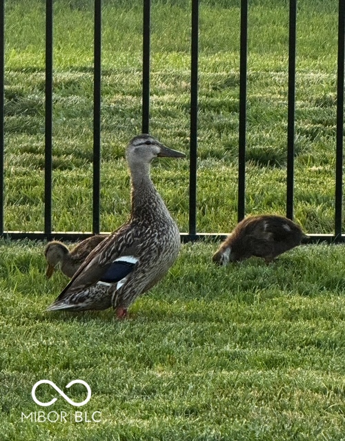 634 Kilmore Drive Pendleton, IN 46064 - Photo 45 of 56