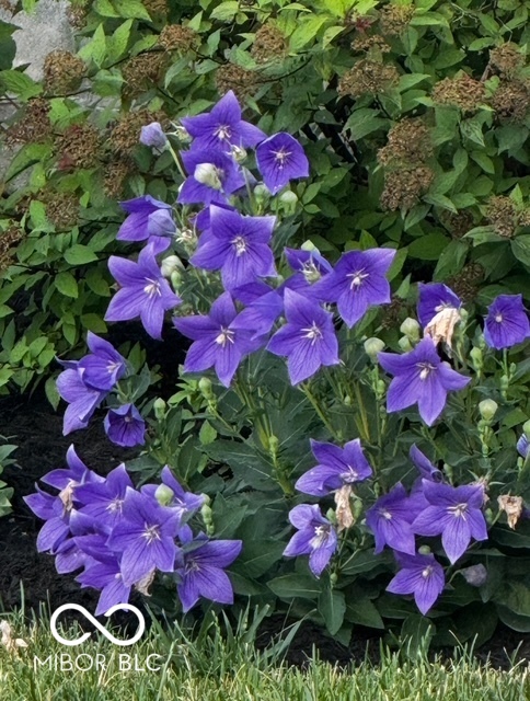 634 Kilmore Drive Pendleton, IN 46064 - Photo 47 of 56