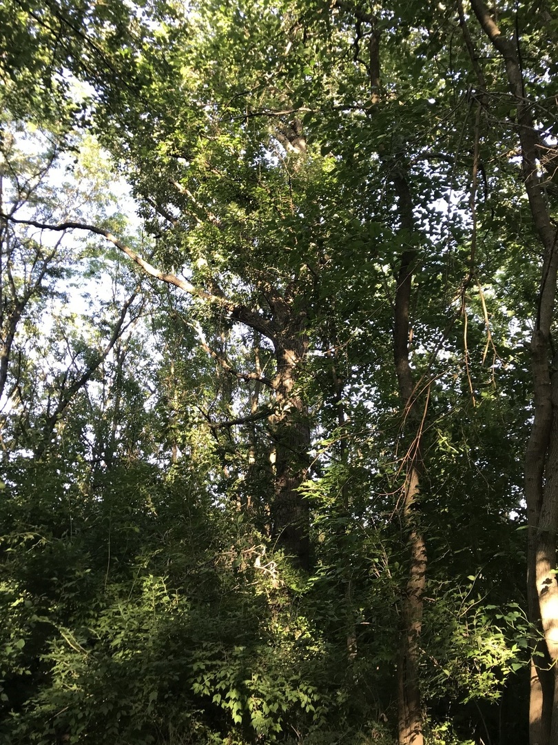 9660 South Kodat Road Dwight, IL 60420 - Photo 11 of 18 a view of tree