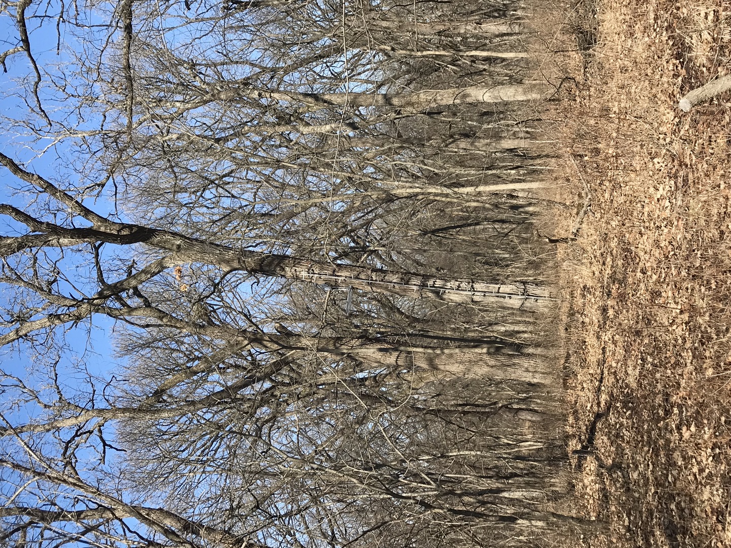 9660 South Kodat Road Dwight, IL 60420 - Photo 14 of 18 a close up of a tree