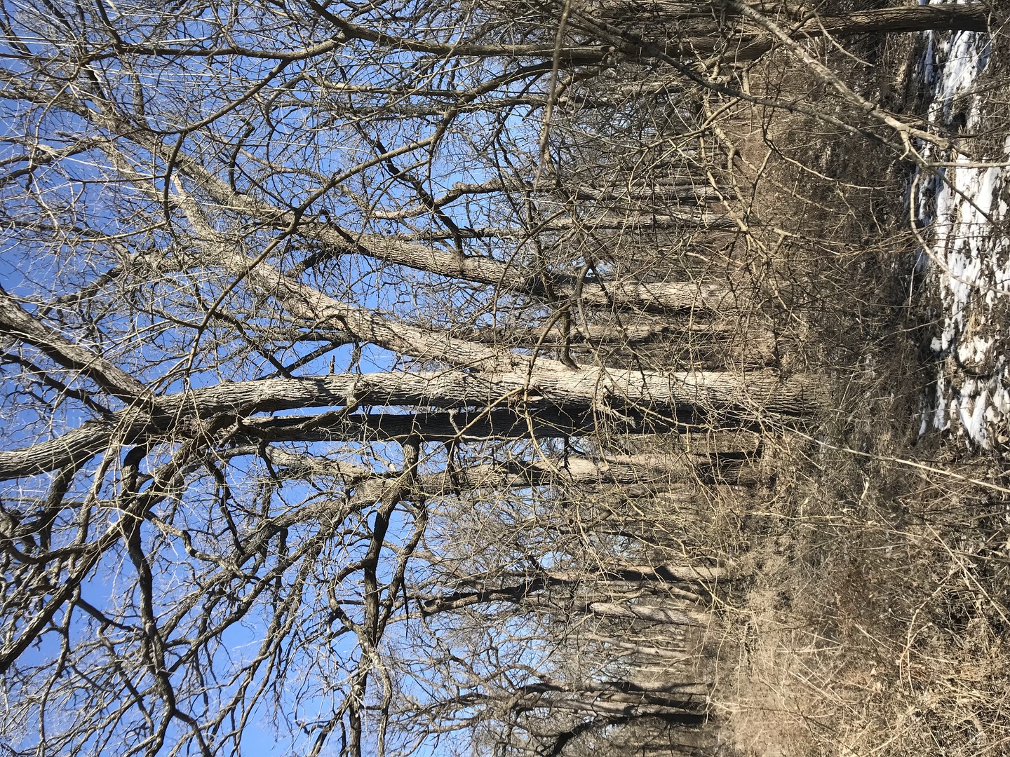 9660 South Kodat Road Dwight, IL 60420 - Photo 16 of 18 a picture of tree