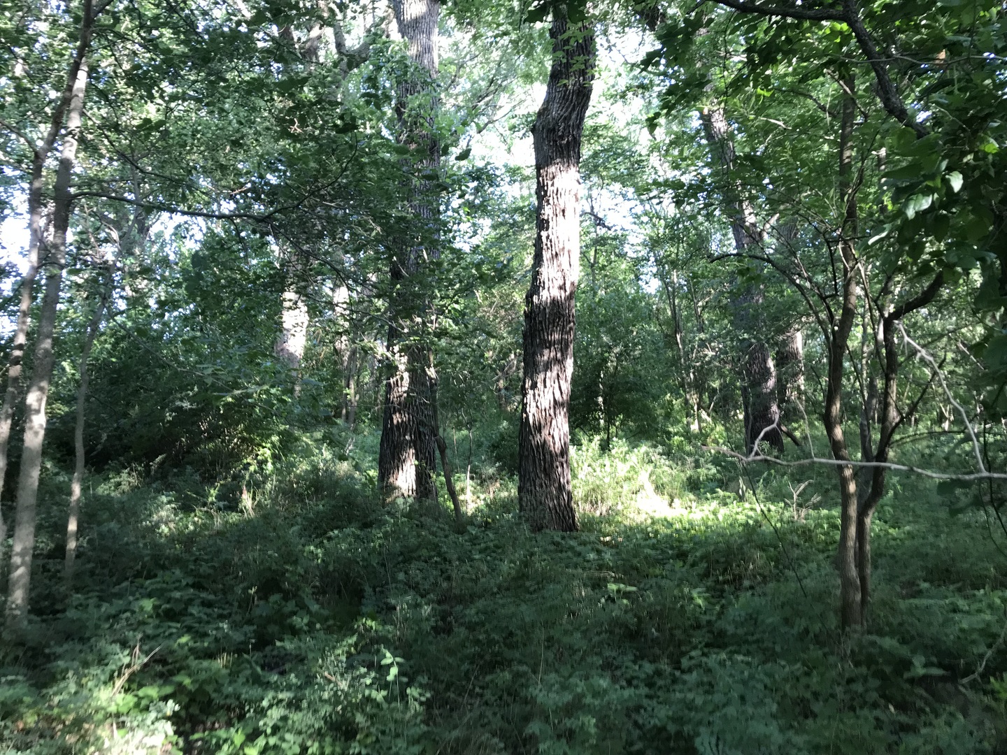 9660 South Kodat Road Dwight, IL 60420 - Photo 3 of 18 a view of a lush green forest